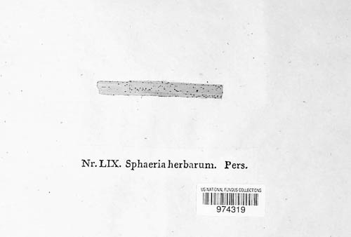 Stemphylium vesicarium image